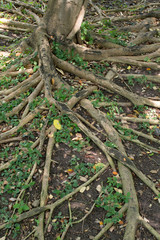 tree roots background