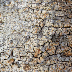 Tree bark background