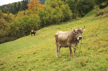 Fototapeta premium Cows on a hill