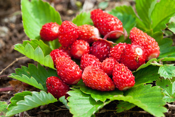 Closeup of a wild strawberry