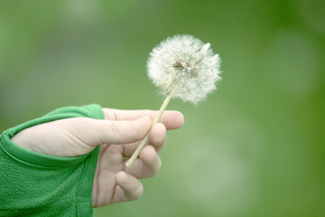 Kid, holding dandelion