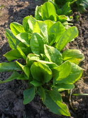 fresh sorrel (Rumex) growing in a soil