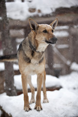 Shepherd dog under the snow in dog shelter.