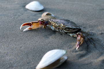 Wildlife and Animals - Crab