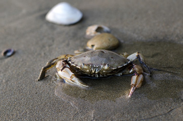 Wildlife and Animals - Crab