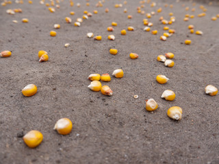 Maize Seeds