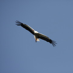 Cigogne (ciconia ciconia)