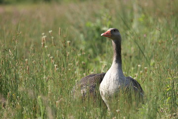 Oie cendrée (anser anser)