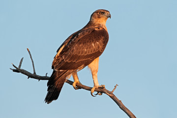 Immature African hawk eagle (Aquila spilogaster)