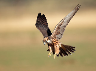Naklejka premium Lanner falcon landing