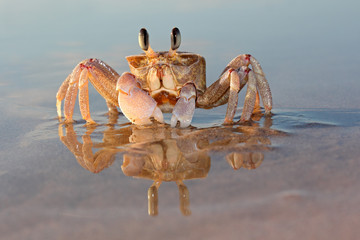 Alert ghost crab (Ocypode ryderi) on the beach - obrazy, fototapety, plakaty