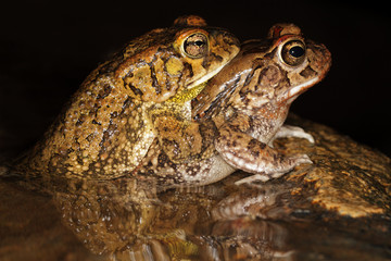 Mating guttural toads in water with reflection