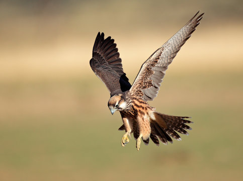 Lanner falcon landing