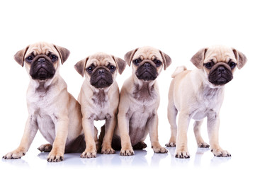 four mops puppy dogs