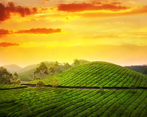 Fototapety  Plantacja herbaty w Munnar