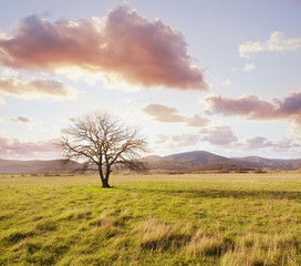 Fototapeta premium field
