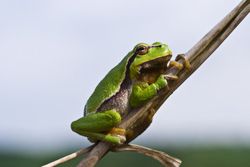 Laubfrosch 2009 05