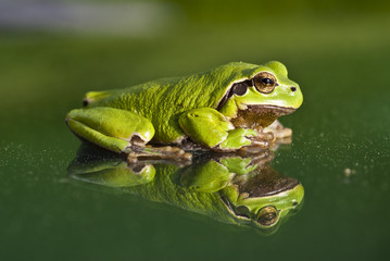 Laubfrosch 2009 03