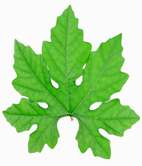 Green leaf on white background