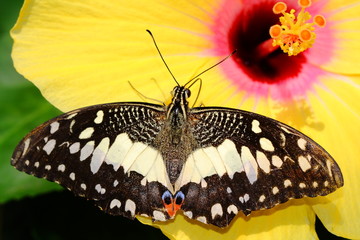 Fototapeta premium butterfly