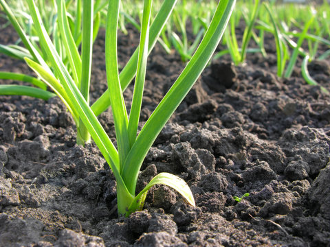 garlic plantation
