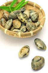 short-necked clam
