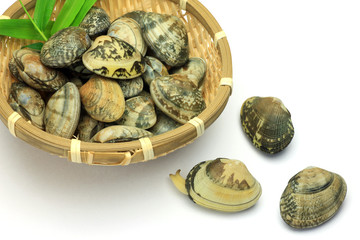 short-necked clam