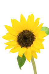Fototapeta premium sunflower