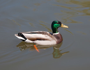 Mallard Duck (Male)