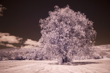 albero infrarosso infrared