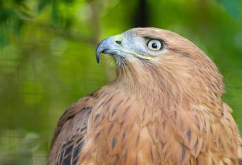 Portrait of Long-legged Buzzard in Yalta zoo.