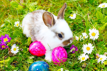 Osterhäschen versteckt Eier