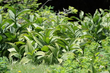 Vératre blanc (veratrum album)