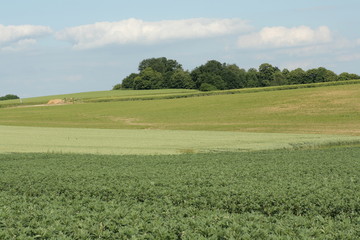 Culture de pois,Aisne