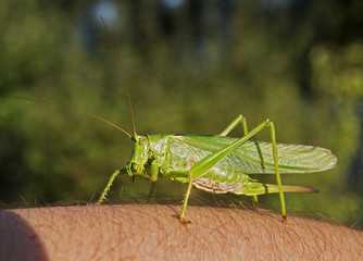 Heupferd auf einem Arm