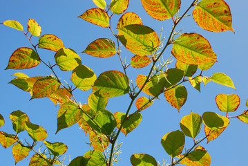 Leaves against a blue sky.