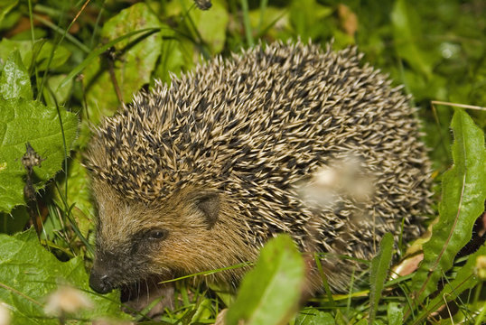 Igel 010
