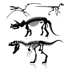 Fototapeta na wymiar Dinozaurów i skamieniałości