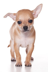 Chihuahua dog on white background