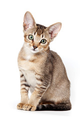 Abyssinian kitten on white background