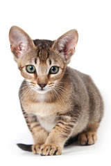 Abyssinian kitten on white background