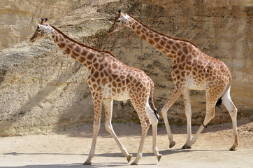 Two giraffes (Giraffa camelopardalis) walking in single file