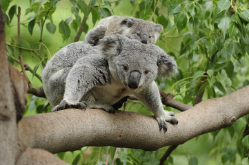 Fototapeta premium Koala mama dziecko