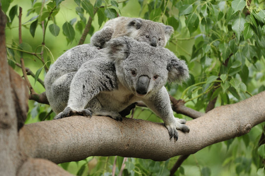 Koala Mom Baby