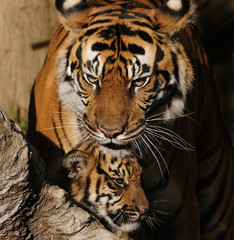 Fototapeta na wymiar Rodzina Tiger