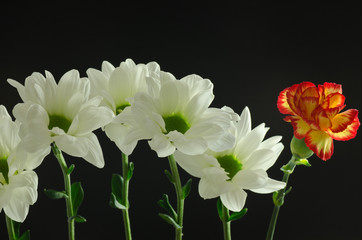 white chrysanthemums with a single different flower