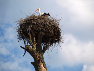 Stork