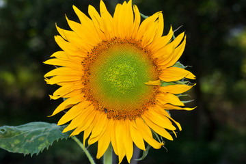 Fototapeta premium flower