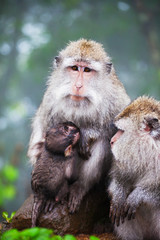 family of wild monkeys on road elicits meal