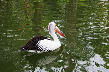 big black-and-white pelican floats on water